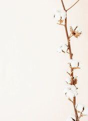 Close up of cotton branch on beige background. Minimal neutral floral composition