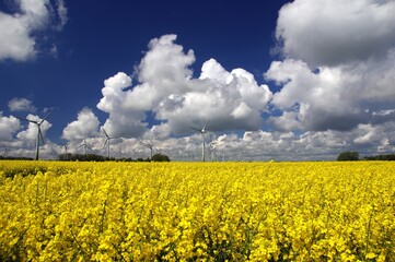 Rapsfeld bei Husum