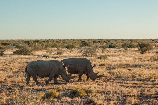 two white rhinos with large horns grazing in sunset light in namibia private game reserve