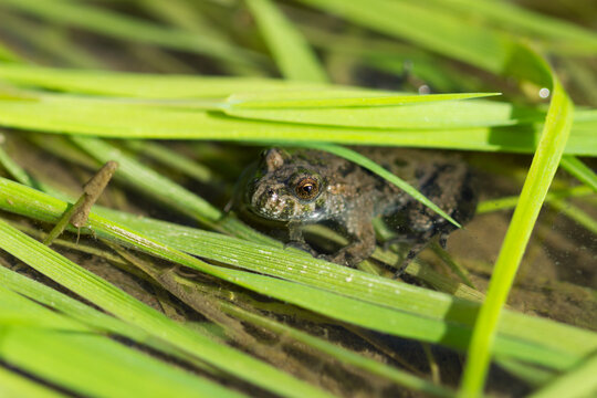 The European fire-bellied toad (lat. Bombina bombina), of the family Bombinatoridae.