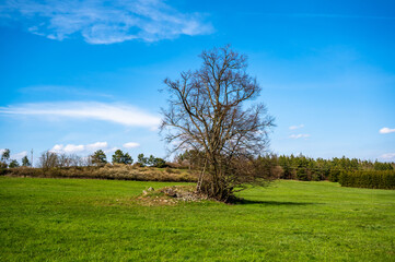 Tree on hump in green meadow, forest on horizon.