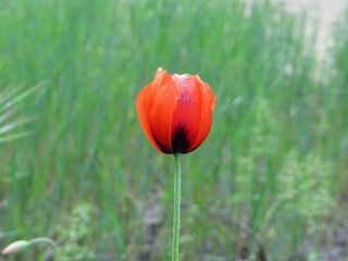 Fototapeta premium Red poppy on a background of green grass.