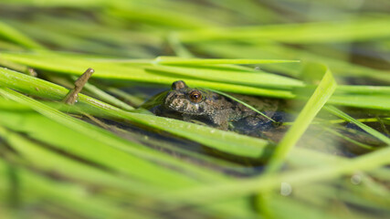 The European fire-bellied toad (lat. Bombina bombina), of the family Bombinatoridae.