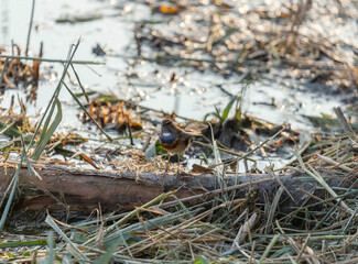bluethroat among dry branches near a pond