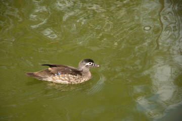 Little duckling at the Dumbrava Monastery, Alba, ROMANIA, 2021