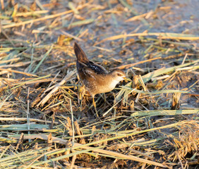 Rare and elusive Little Crake (Porzana parva) foraging in a pond