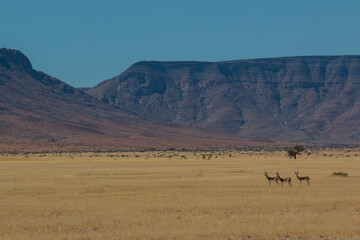 Fototapeta na wymiar group of springboks in front of mountains in savannah