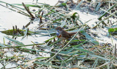 bluethroat among dry branches near a pond