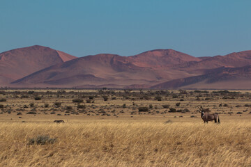 oryx in sossusvlei during 2021 self drive in beautiful light setting