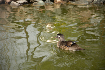 little duck Dumbrava Monastery, Alba, ROMANIA, 2021