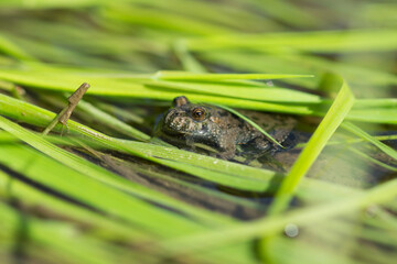 The European fire-bellied toad (lat. Bombina bombina), of the family Bombinatoridae.