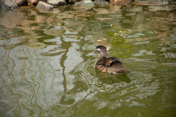 little duck Dumbrava Monastery, Alba, ROMANIA, 2021