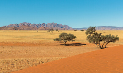 Fototapeta na wymiar landscape of sossusvlei- acacia tree, savannah and red dunes