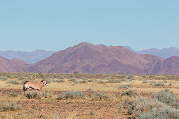 single oryx antelope in typical sossusvlei landscape during 2021 self drive in beautiful light setting