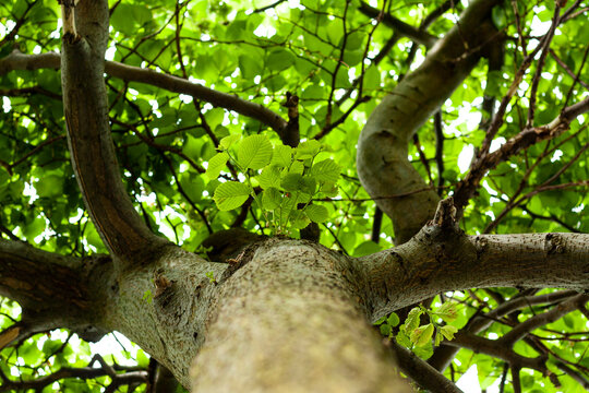 Branches and leaves of wych elm