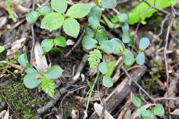 Hornbeam (Carpinus betulus) sprouts germinated in the forest from seed