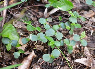 Hornbeam (Carpinus betulus) sprouts germinated in the forest from seed