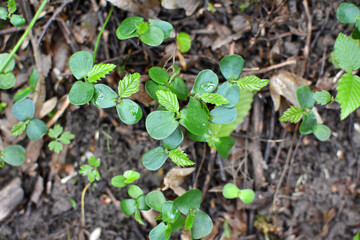 Hornbeam (Carpinus betulus) sprouts germinated in the forest from seed