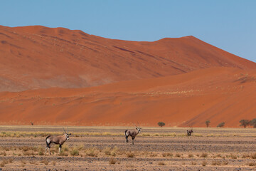 Fototapeta na wymiar single oryx antelope in typical sossusvlei landscape during 2021 self drive in beautiful light setting