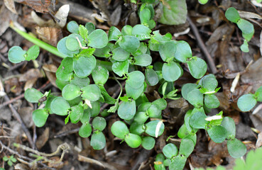 Hornbeam (Carpinus betulus) sprouts germinated in the forest from seed