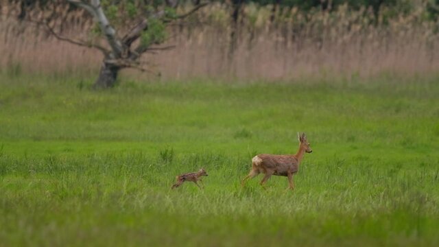 Roe deer mother with a fawn in the meadow 