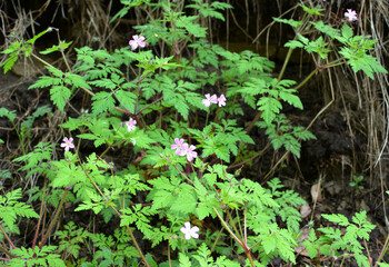 Geranium (Geranium robertianum) grows in nature