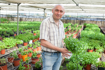 Owner of greenhouse business examining quality of growing mint in pots
