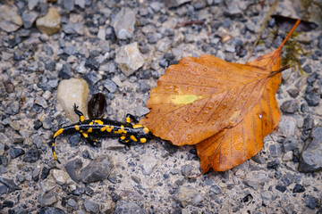 Fire salamander with autumn leaf