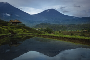 Beautiful landscape of rice terraces Jatiluwih with water reflections in on Bali with volcano mountain Batukaru on horizon in clouds in Indonesia