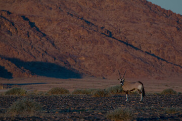 single oryx antelope in sossusvlei landscape during 2021 self drive in beautiful light setting