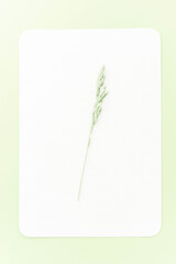 Decorative floral mockup composition. Herb on a white blank paper card with pale green border