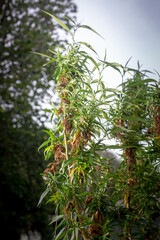 Marijuana flower harvest time. CBD cannabis plant and hemp inflorescence..Cannabis flowers and seeds contain CBD when fully grown..stock footage in herb medical concept.