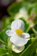 Macro shot of a white begonia flower