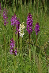 Weißling des Stattlichen Knabenkrauts neben violettem Stattlichen Knabenkraut (Orchis mascula) am Dörnberg