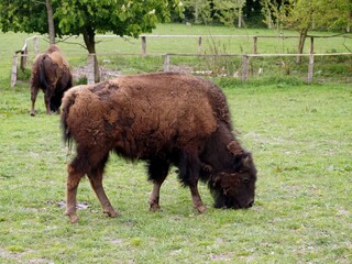 Bison in a summer meadow