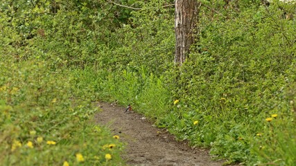 Paar des Dompfaffs (Pyrrhula pyrrhula) bei der Nahrungssuche am Wanderweg