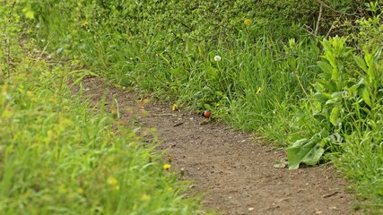 Männlicher Dompfaff (Pyrrhula pyrrhula) bei der Nahrungssuche am Wanderweg