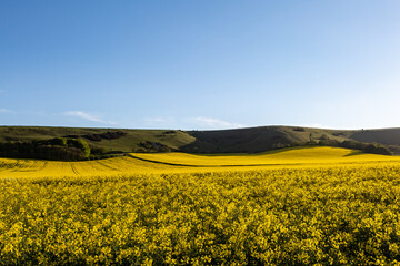 Vibrant Yellow Canola/Rapeseed Crops on a Sunny Spring Evening