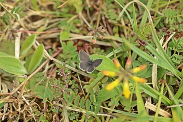 Zwergbläuling (Cupido minimus)