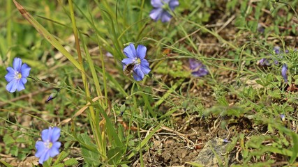 Gro&szlig;er Wollschweber (Bombylius major).an Lothringer Lein (Linum leonii)