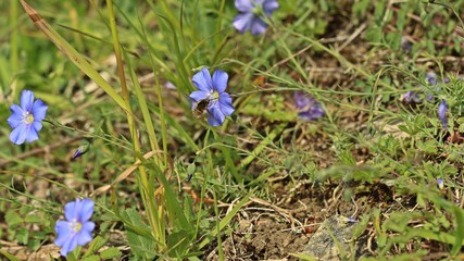 Großer Wollschweber (Bombylius major).an Lothringer Lein (Linum leonii)