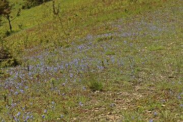 Kalkmagerrasen mit Lothringer Lein (Linum leonii).am D&ouml;rnberg