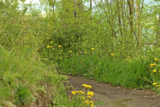 Paar des Dompfaffs (Pyrrhula pyrrhula) bei der Nahrungssuche am Wanderweg