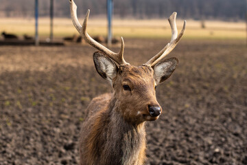 deer farm with red deer. Red deer portrait.