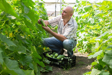 Man horticulturist picking cucumbers to crate in greenhouse indoors..