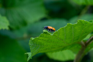 A ladybug on a leaf