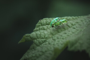 Two green insects that breed on a leaf