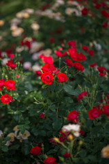 Fototapeta premium Beautiful red roses bloom in the park on a summer day. Selective focus.