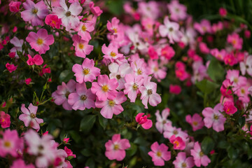 Obraz na płótnie Canvas Beautiful bush of pink rose hips in the park