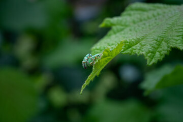 Two green insects that breed on a leaf
